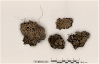 藏品(雪花衣屬)的圖片